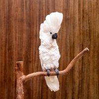 Kakadu bílý (Cacatua alba) – Murilo Mazzo / Shutterstock
