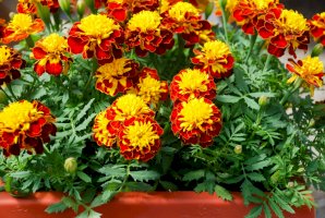 Aksamitník rozkladitý (Tagetes patula) – Yui Yuize / Shutterstock