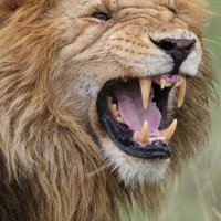 Tlama lva se zvětšenými špičáky (tesáky) – Susanne Russe / Shutterstock