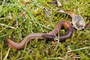 Žížala obecná (Lumbricus terrestris) z kmene kroužkovců – PHOTO FUN / Shutterstock