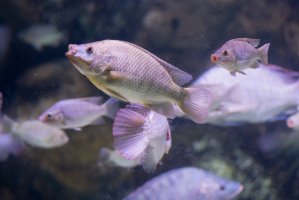Tlamoun zlatý (Oreochromis aureus) – SingerGM / Shutterstock
