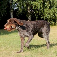 Český fousek – Fauren / Shutterstock