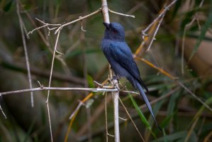 Drongo kouřový (Dicrurus leucophaeus), Thajsko, Národní park Khao Yai – kajornyot wildlife photography / Shutterstock