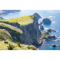 Oki – Little Panda2016 / Shutterstock