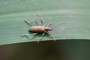 Rákosníček (Donacia clavipes) – DKeith / Shutterstock