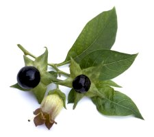 Rulík zlomocný (Atropa bella-donna) – Manfred Ruckszio / Shutterstock