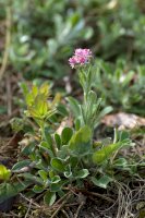 Kociánek dvoudomý (Antennaria dioica) – Jojoo64 / Shutterstock