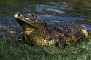 Krokodýl nilský (Crocodylus niloticus) – slowmotiongli / Depositphotos