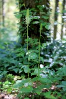 Zvonečník klasnatý (Phyteuma spicatum) – Bildagentur Zoonar GmbH / Shutterstock