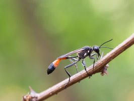 Kutilka písečná (Ammophila sabulosa) – Sleepyhobbit / Shutterstock