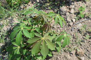 Maniok jedlý (Manihot esculenta) – Tiwuk Suwantini / Shutterstock