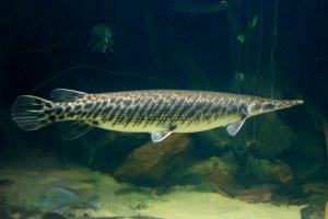Arapaima velká (Arapaima gigas) – Picture Partners / Shutterstock