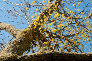Ochmet evropský (Loranthus europaeus), plody – Federico.Crovetto / Shutterstock