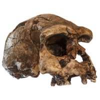 Část lebky člověka vzpřímeného (Homo erectus), Jáva (1968) – Puwadol Jaturawutthichai / Shutterstock