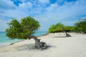 Sapan koželužský (Caesalpinia coriaria) na ostrově Aruba v Karibském moři – Junior Braz / Shutterstock
