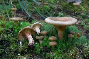 Čechratka podvinutá (Paxillus involutus) – Henri Koskinen / Shutterstock