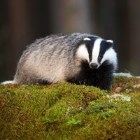 Jezevec lesní (Meles meles) – WildMedia / Shutterstock