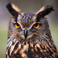 Výr velký (Bubo bubo) – Malota / Shutterstock