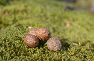 Králičí exkrementy – milart / Shutterstock