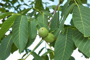 Ořešák královský (Juglans regia) – Profimedia.cz
