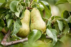 Hrušeň obecná (Pyrus communis) – Bildagentur Zoonar GmbH / Shutterstock