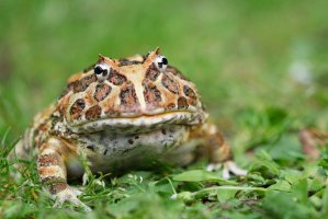Rohatka ozdobná (Ceratophrys ornata) – Craig Walton / Shutterstock