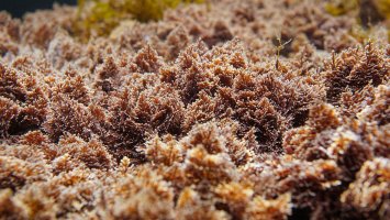 Mořská řasa Corallina elongata, Středozemní moře, Španělsko – Damsea / Shutterstock