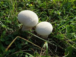 Prášivka šedá (Bovista plumbea) – Profimedia.CZ