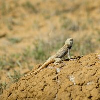 Agama stepní (Agama sanguinolenta) – Evgeni Romanov / Shutterstock