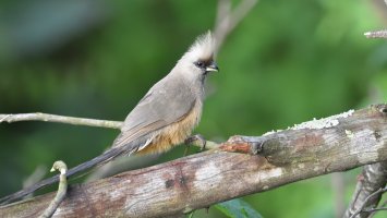 Myšák hnědokřídlý (Colius striatus) – Clayton Burne / Shutterstock