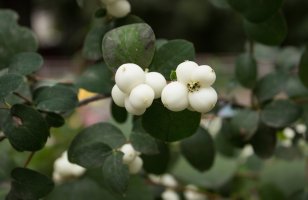 Pámelník bílý (Symphoricarpos albus), detail větvičky s listy a plody – Olena Kozachuk / Shutterstock
