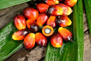 Plody palmy olejné (Elaeis guineensis) – tristan tan / Shutterstock