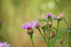 Kvetoucí srpice karbincolistá (Serratula lycopifolia) – Elenglush / Shutterstock