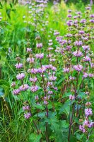 Sápa hlíznatá (Phlomis tuberosa) – Starover Sibiriak / Shutterstock