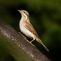 Krutihlav obecný (Jynx torquilla) – Florian Teodor / Shutterstock