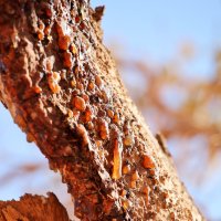 Myrha, ronící se na větvi myrhovníku – Vladimir Melnik / Shutterstock