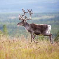 Sob polární (Rangifer tarandus) – Pim Leijen / Shutterstock