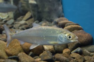 Síh tažný (Coregonus migratorius) – fibPhoto / Shutterstock