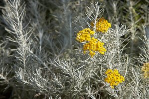 Smil italský (Helichrysum italicum), známý jako bylinka maggi – Irene Fox / Shutterstock