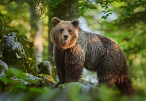 Medvěd hnědý (Ursus arctos) – Piotr Krzeslak / Shutterstock