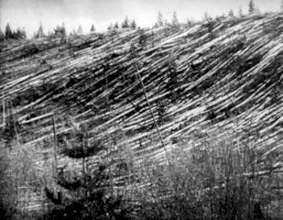 Tunguzský meteorit, stromy zlomené od epicentra (20. léta 20. století) – Profimedia.CZ