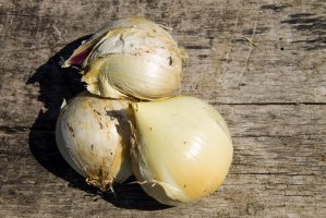 Cibule rokambolu – Olha Solodenko / Shutterstock