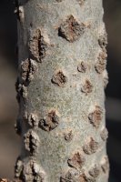 Lenticely na kmeni mladého stromu topolu osiky (Populus tremula) – photowind / Shutterstock