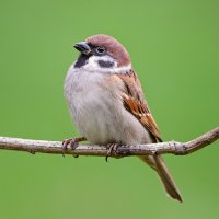 Vrabec polní (Passer montanus) – David Havel / Shutterstock