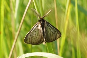 Smutník jílkový (Penthophera morio) – HWall / Shutterstock