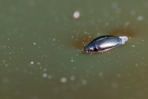 Vírník obecný (Gyrinus natator) – Agami Photo Agency / Shutterstock