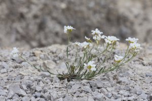 Řeřišničník skalní (Cardaminopsis petraea) – Viktor Loki / Shutterstock