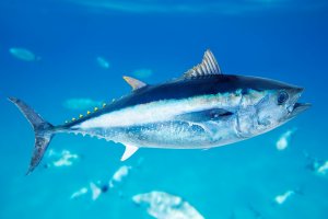 Tuňák obecný (Thunnus thynnus) – lunamarina / Shutterstock