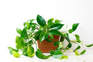 Potos (Epipremnum aureum) – usmee / Shutterstock
