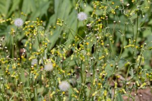 Starček obecný (Senecio vulgaris) – Kazakov Maksim / Shutterstock